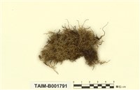 藏品(多摺青苔)的圖片